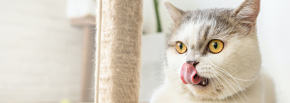 Build a varied cat food bowl